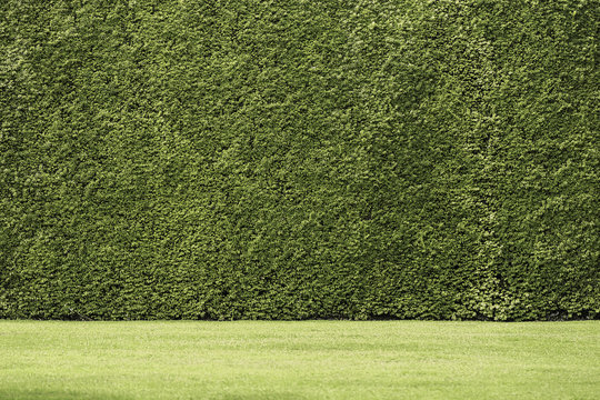 Generic Seamless Green Garden Hedge Background Texture.