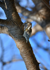 樹上のコゲラ