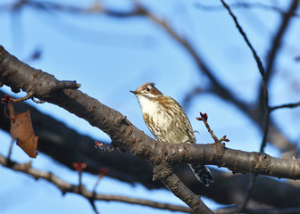 樹上のコゲラ
