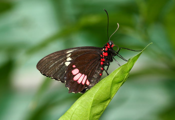 Fototapeta na wymiar Black and red butterfly sitting on a green leaf