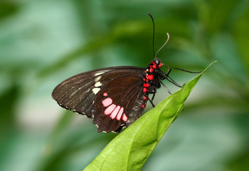 Black and red butterfly sitting on a green leaf