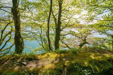 Fototapeta premium Loch Hyne nature reserve, Cork,Ireland