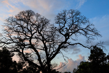 Obraz na płótnie Canvas The dead tree on sunset background.