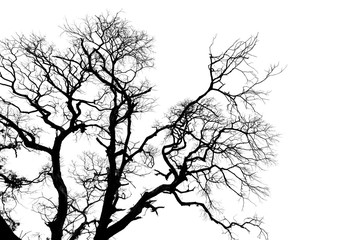 The dead tree isolated on white background.