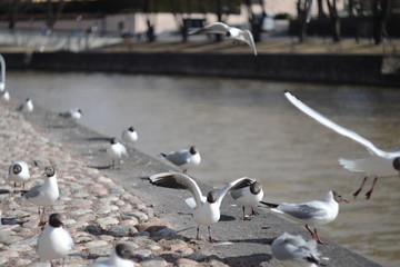 seagull