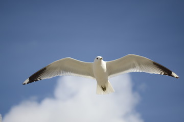 seagull