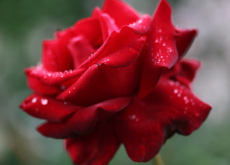 Red rose with waterdrops