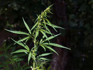 Flowering plant of marijuana on a dark background.
