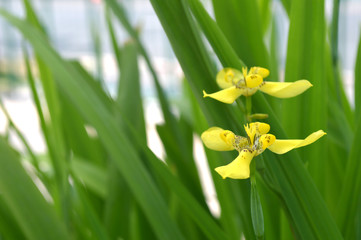 Yellow Walking Iris, Neomarica longifolia, Central of Thailand
