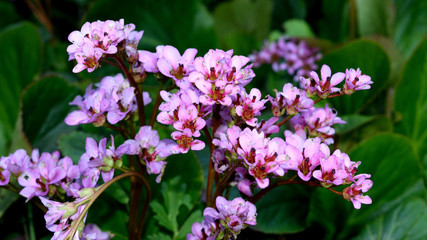 pink flowers