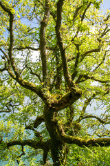 Loch Hyne nature reserve, Cork,Ireland