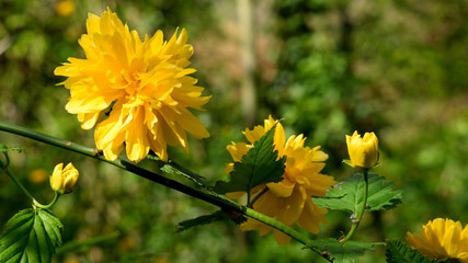 yellow flower