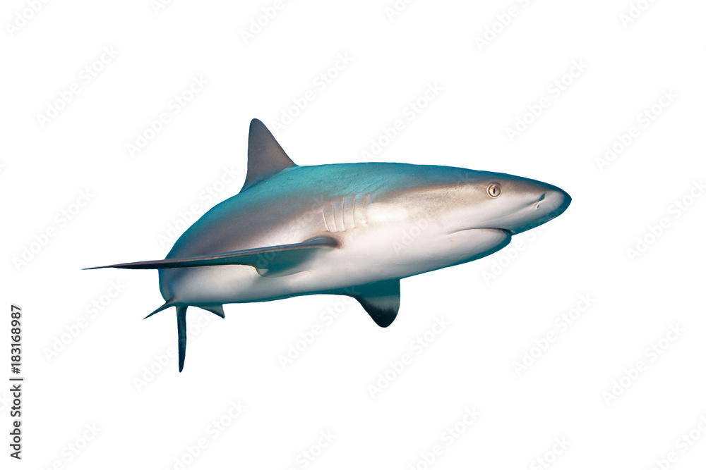 Wall mural caribbean reef shark isolated on white background