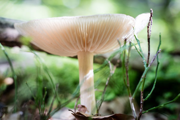 Beautiful poisonous mushrooms and edible mushrooms in the forest.