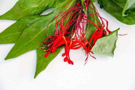 Chilean Firebush Blossom