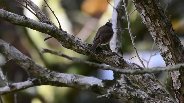 Rougegorge familier (Erithacus rubecula)