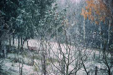 Apple trees, birch and fir trees during snowfall