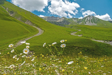 Fototapeta na wymiar Blooming daisies on a background of mountain landscape
