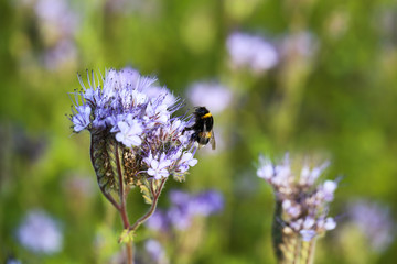Hummel auf Bienenweide Makro