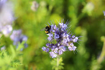 Hummel auf Bienenweide Makro