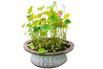 lotus in the pot in the garden in white background isolated