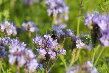 Obraz premium Hummel auf Bienenweide Makro