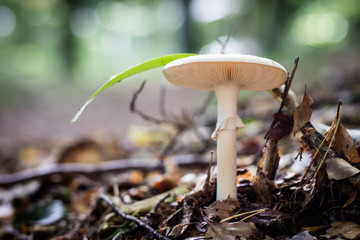 Beautiful poisonous mushrooms and edible mushrooms in the forest.