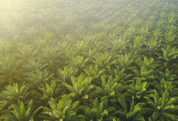 Aerial view of Palm Plantation at South East Asia.