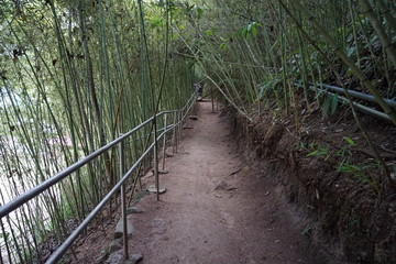 camino en el bosque
