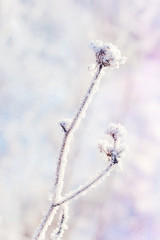beautiful magic branch covered with snow blurred background