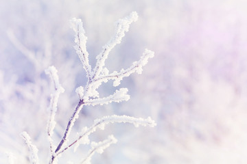 beautiful magic branch covered with snow blurred background