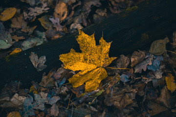 Dry leaves in autumn forest on a blurred background.