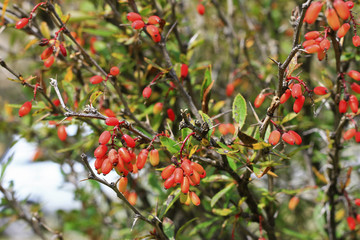 Barberry growing on the branch in autumn time