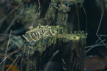 Moss on a stump in the autumn forest.