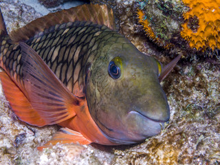 Obraz na płótnie Canvas The stoplight parrotfish,Sparisoma viride