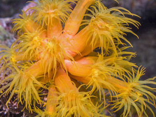 Orange cup corals