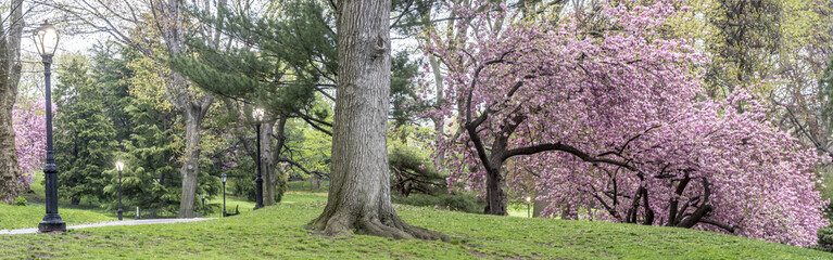 Central Park, New York City spring