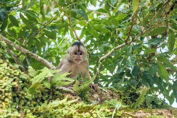 Capuchin monkey in Misahualli, Amazon Napo province, Ecuador