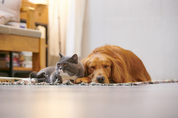 Golden retriever and British short cat