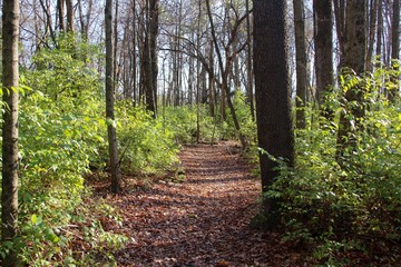 The fall leaves covering the trail in the forest.