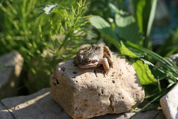 Frog on a stone