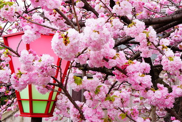 大阪造幣局の八重桜
