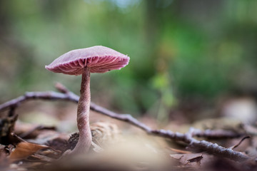 Beautiful poisonous mushrooms in the forest. Mushrooms in the grass. Autumn season.
