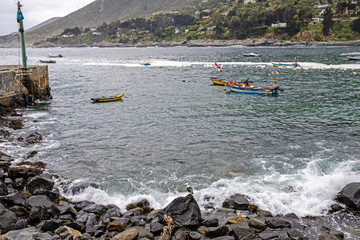 Chili ocean pacifique pélican nature