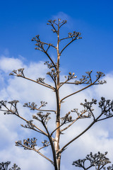 Dry tree on sky background
