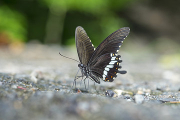 Butterfly is sucking minerals from the soil.