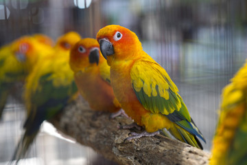 Sun conure beautiful birds were kept in cages.