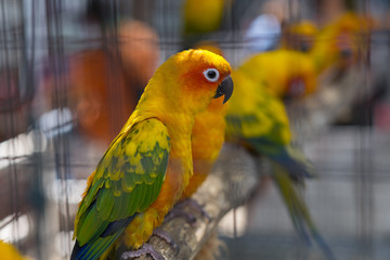 Sun conure beautiful birds were kept in cages.