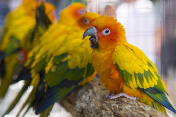 Sun conure beautiful birds were kept in cages.