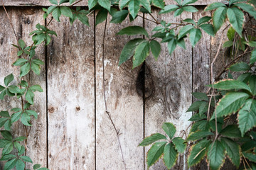 A wall made of wrought wood with wattle leaves.